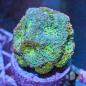 Preview: Acanthastrea echinata grün